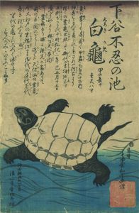 白亀　Shinobazu no Ike Shiroki Kame／七曲舎和金画讃