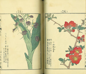 千種之花／幸野楳嶺